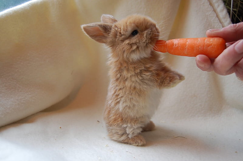 BROWN BABY BUNNY, BABY, CARROT, EASTER, BUNNY, BROWN, HD wallpaper