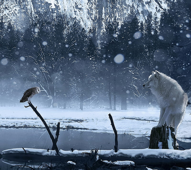 Wolf and Owl, white, animal, black, owls, winter, lakeside, HD wallpaper