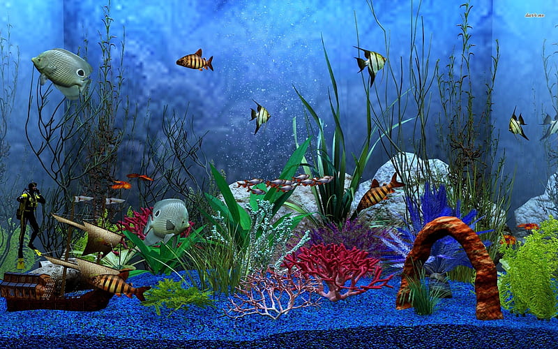 aquarium, coral, stones, fish, HD wallpaper