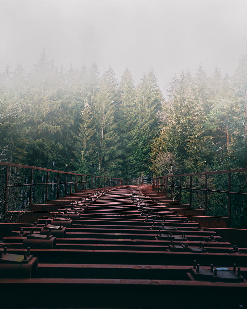 bridge, forest, fog, trees, HD phone wallpaper