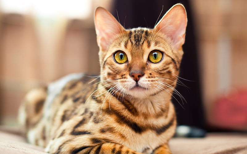 Bengal Cat, domestic cat big green eyes, pets, HD wallpaper