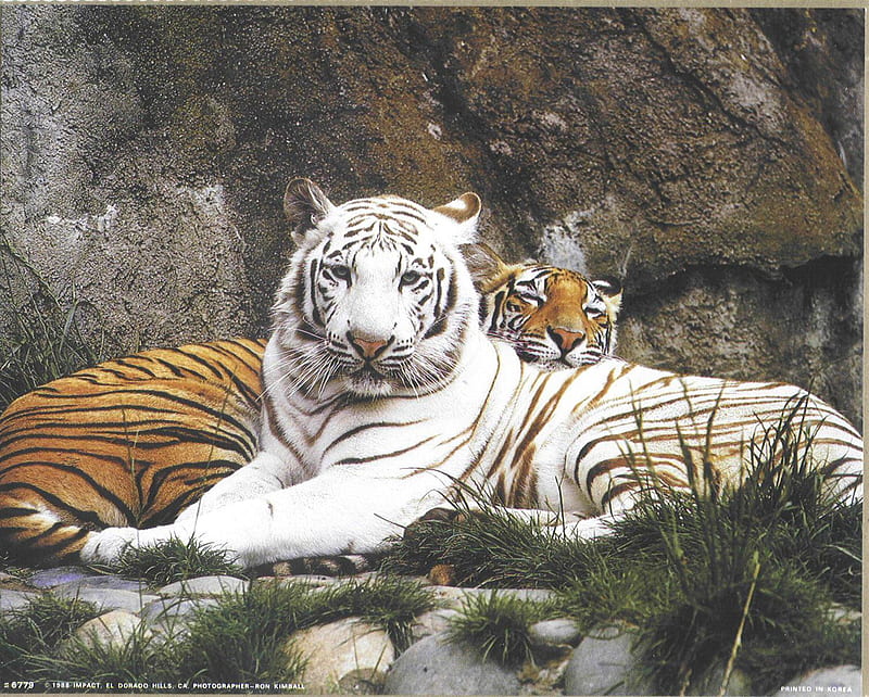 Orange and white tigers., rest, tiger, cat, animal, HD wallpaper