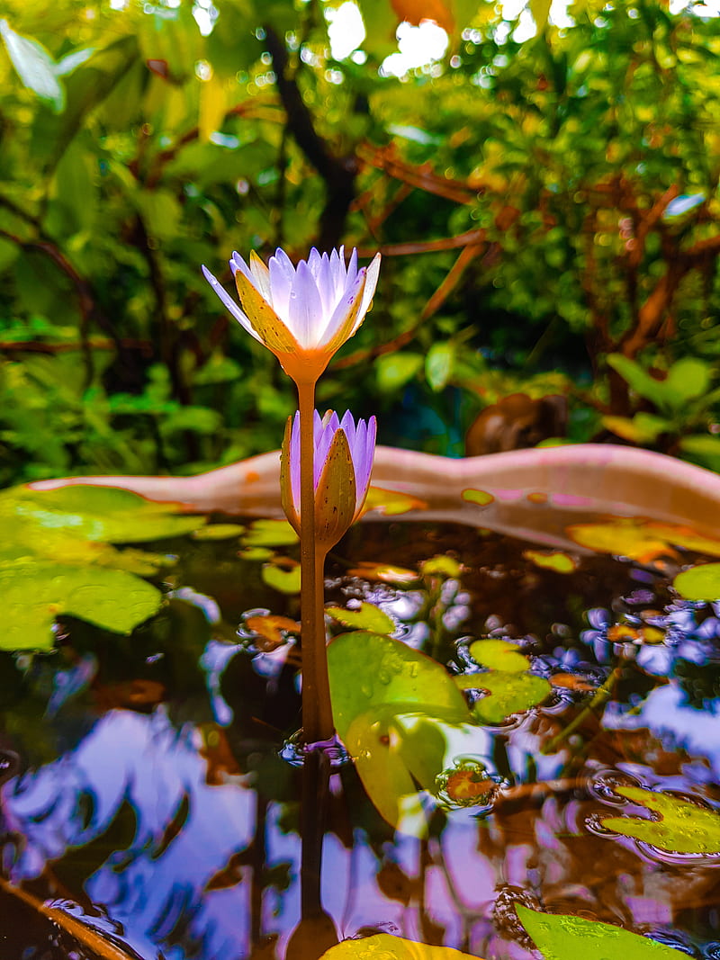 Lily, flowers, green, nature, pond, purple, water, HD phone wallpaper