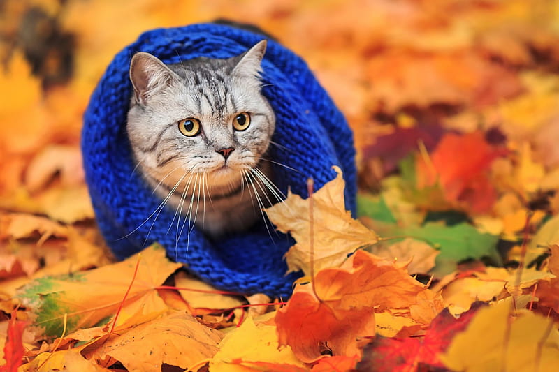 Autumn Cat, fall, autumn, kitty, autumn leaves, cat, cat face, leaves, autumn splendor, kitten, animals, HD wallpaper