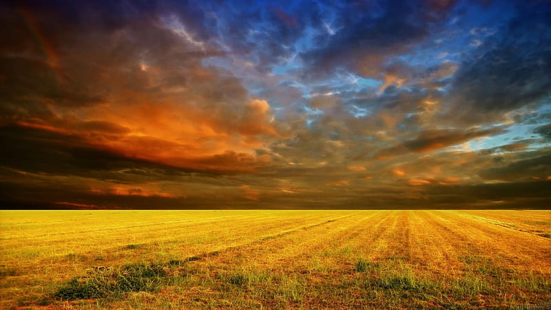 cloudy sunset cornfield, sunset, dark blue and golden clouds, fields, eve, HD wallpaper