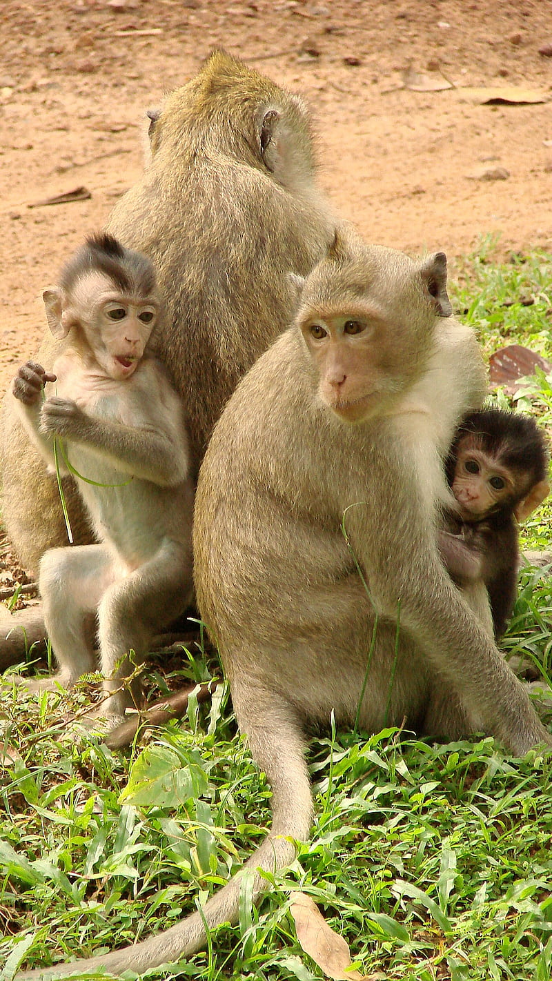 Monkeys, angkor wat, cambodia, HD phone wallpaper