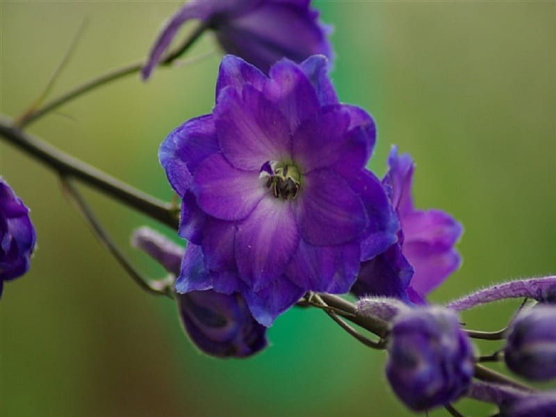 Delphinium Pagans Purple, purple, flower, pagan, nature, petals, stem, delphinium, HD wallpaper