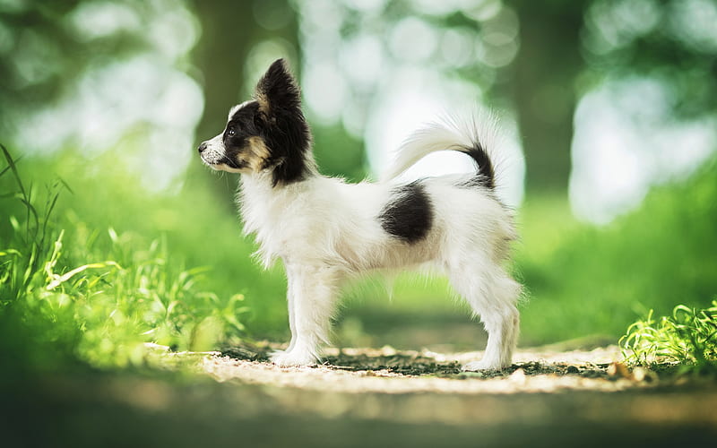 Papillon Dog, small puppy, Continental toy spaniel, forest, pets, small dogs, puppies, cute animals, dogs, HD wallpaper