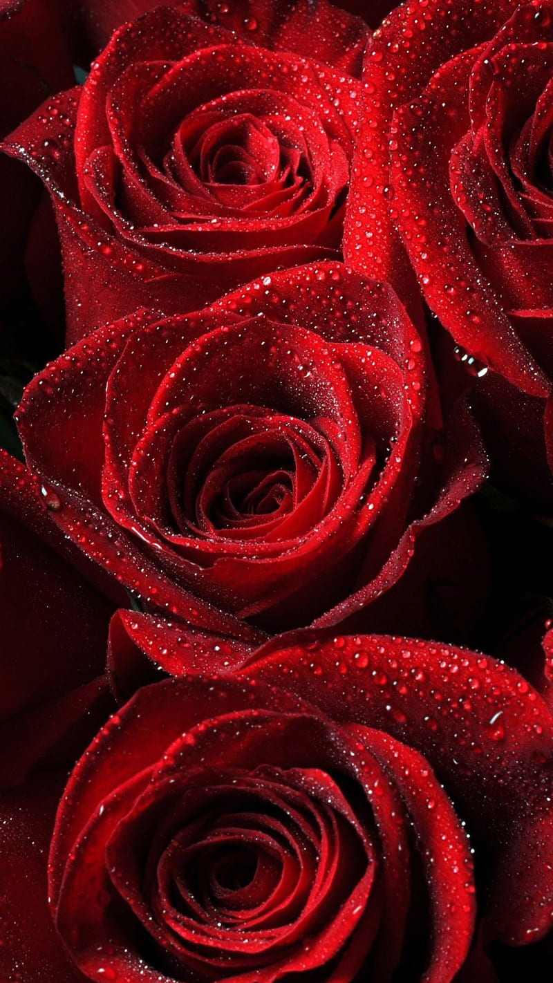 Red roses, drops, flowers, love, nature, rain, red, roses, water, HD phone wallpaper