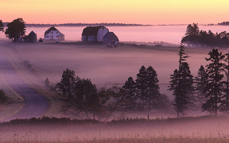 fields in the mist, farms, filds, purple, mist, HD wallpaper