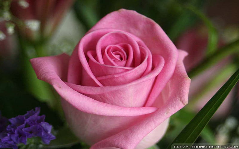 A Very Pretty Pink Rose outside, Rose, Pretty, Love, Pink, HD wallpaper