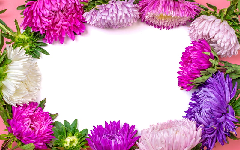 Aster frame, flower frame, beautiful flowers, creative frames, Aster, Michaelmas daisy, HD wallpaper