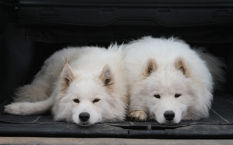 Samoyeds, white fluffy dogs domestic dogs, HD wallpaper