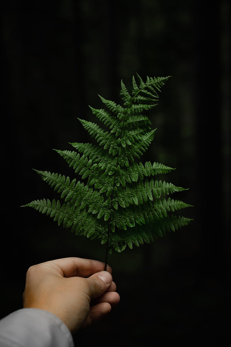 fern, leaf, hand, plant, HD phone wallpaper