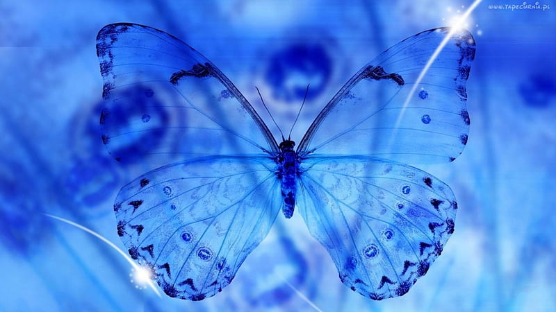 *Butterfly Glow*, glow, shine, sparkle, butterfly, feminine, beauty, light, blue, mystical, sparkling, wings, clear, butterflies, delicate, fragile, glass, insect, crystal, creature, HD wallpaper
