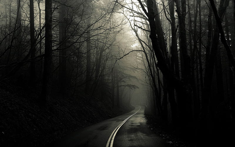 dark road through woods-amazing natural scenery, HD wallpaper