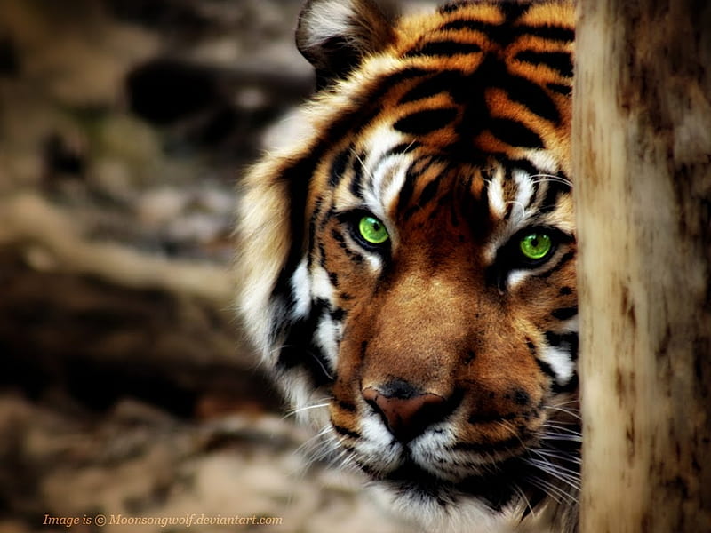 Green Eyed Tiger, feline, tiger, trees, eyes, HD wallpaper