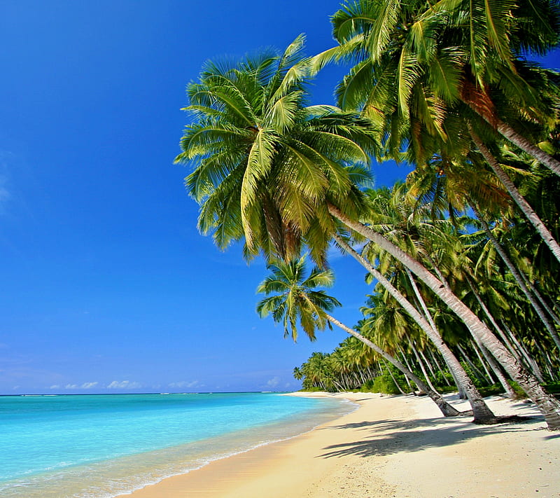 Tropical Beach, beach, blue, ocean, palma, sand, sea, sky, tropical, waves, HD wallpaper