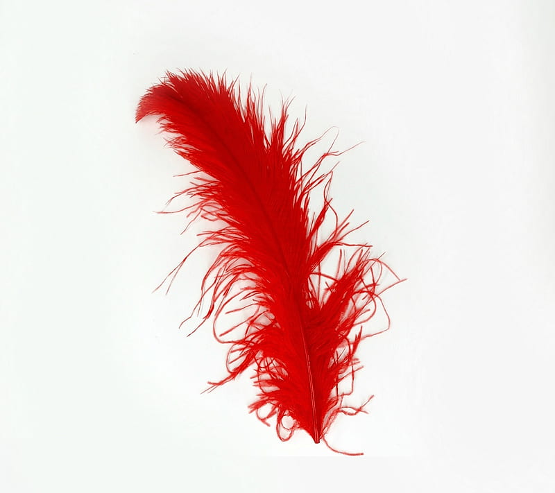 Red Feather, HD wallpaper
