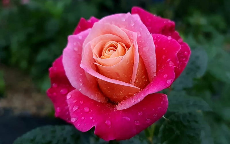 Rose after Rain, flower, Latvia, rose, raindrops, pink, HD wallpaper