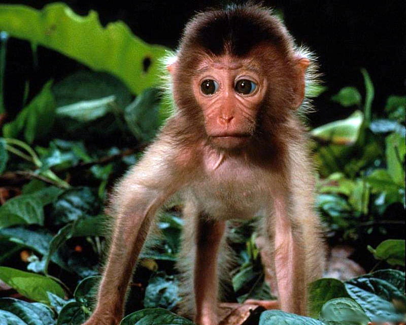 Impulso centavo estornudar Bebé mono, primate, lindo, mono, bebé, Fondo de pantalla HD | Peakpx