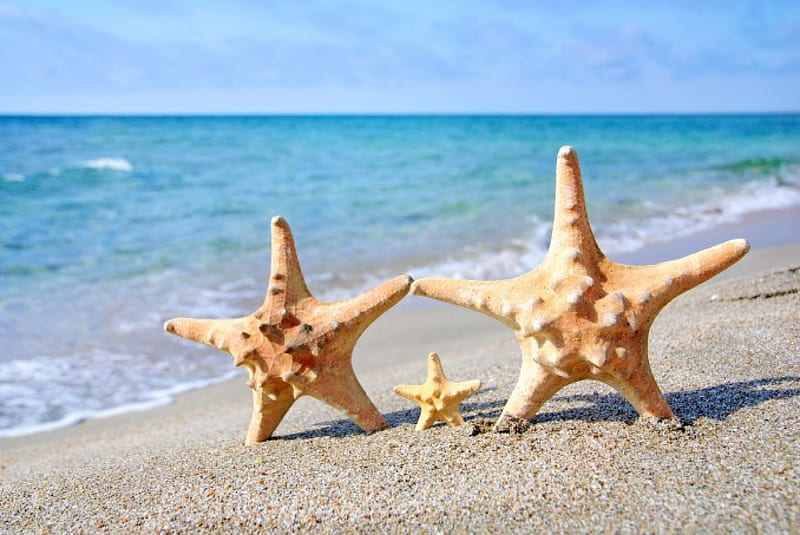Starfishes, family, beach, sand, sun, summer, starfish, sea, HD wallpaper