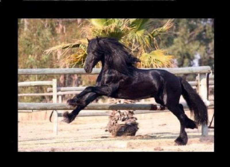 Erwin the Ultimate Stallion, stallions, friesians, horses, HD wallpaper