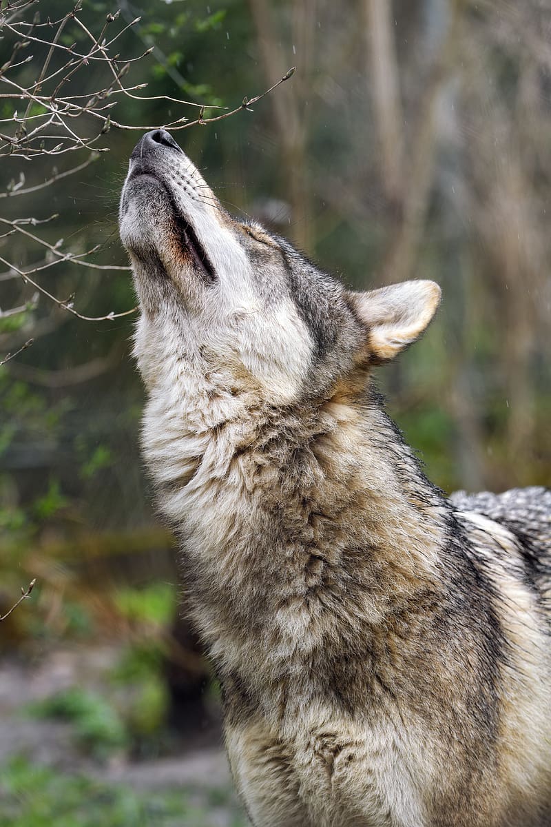 Wolf, head, posture, predator, animal, wild, HD phone wallpaper | Peakpx