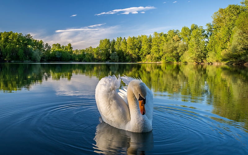 white swan, summer, lake, white bird, swans, Cygnini, HD wallpaper