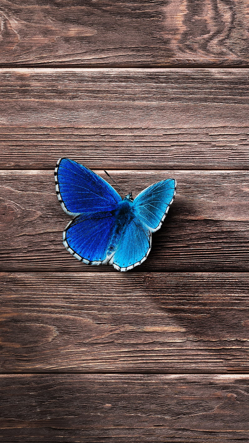 Butterfly, beauty, blue, boards, nature, s7, s8, wood, HD phone wallpaper