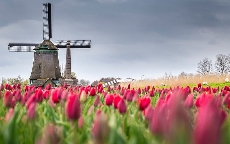 Tulip Farm in Alkmaar,Netherlands, windmill, flowers, spring, tulips, nature, holland, HD wallpaper