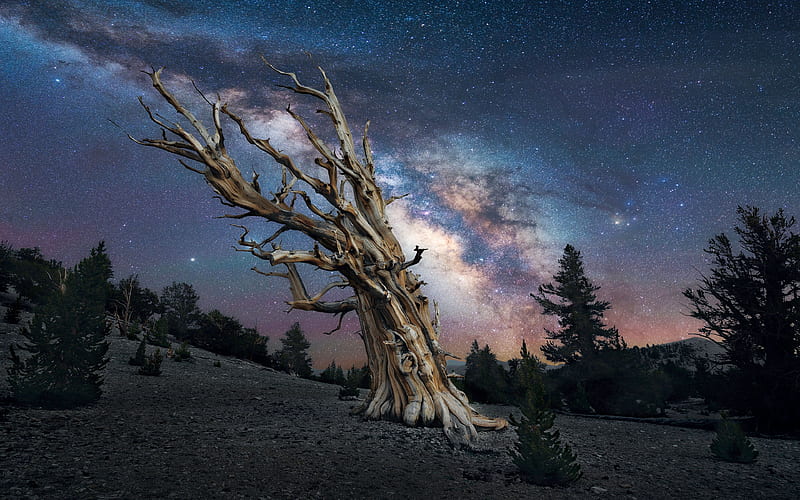 Milky Way above one of the oldest trees in the world, stars, trees, usa, night, HD wallpaper