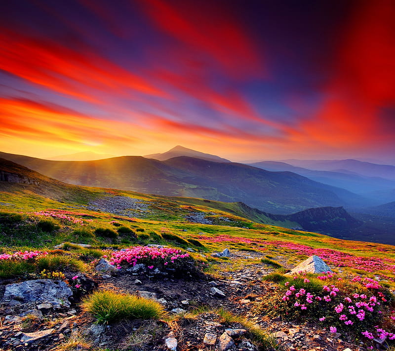 Amazing View, awesome, beauty, flowers, nature, sky, sunset, HD wallpaper
