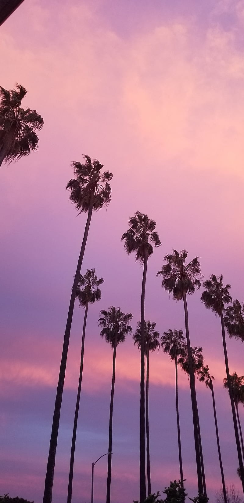 Plams, chill, nature, palm, pink sky, plam trees, purple sky, HD phone wallpaper