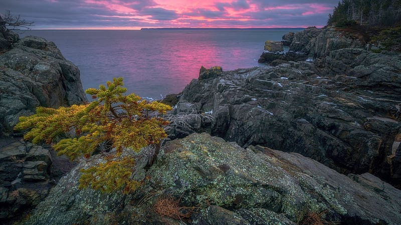 New England Coast at Sunset, trees, colors, clouds, sky, rocks, atlantic, usa, ocean, HD wallpaper