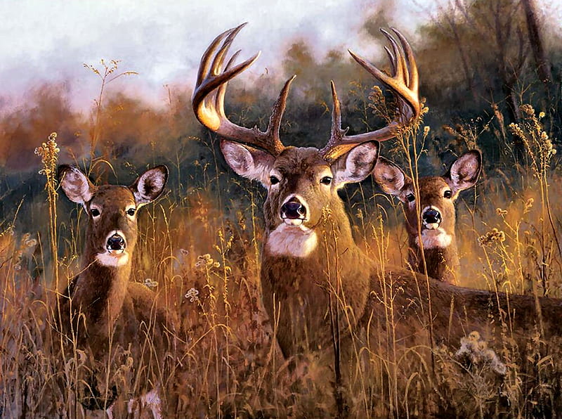 The Buck Stops Here - Deer, art, buck, bonito, illustration, artwork, deer, animal, doe, painting, wide screen, wildlife, nature, HD wallpaper