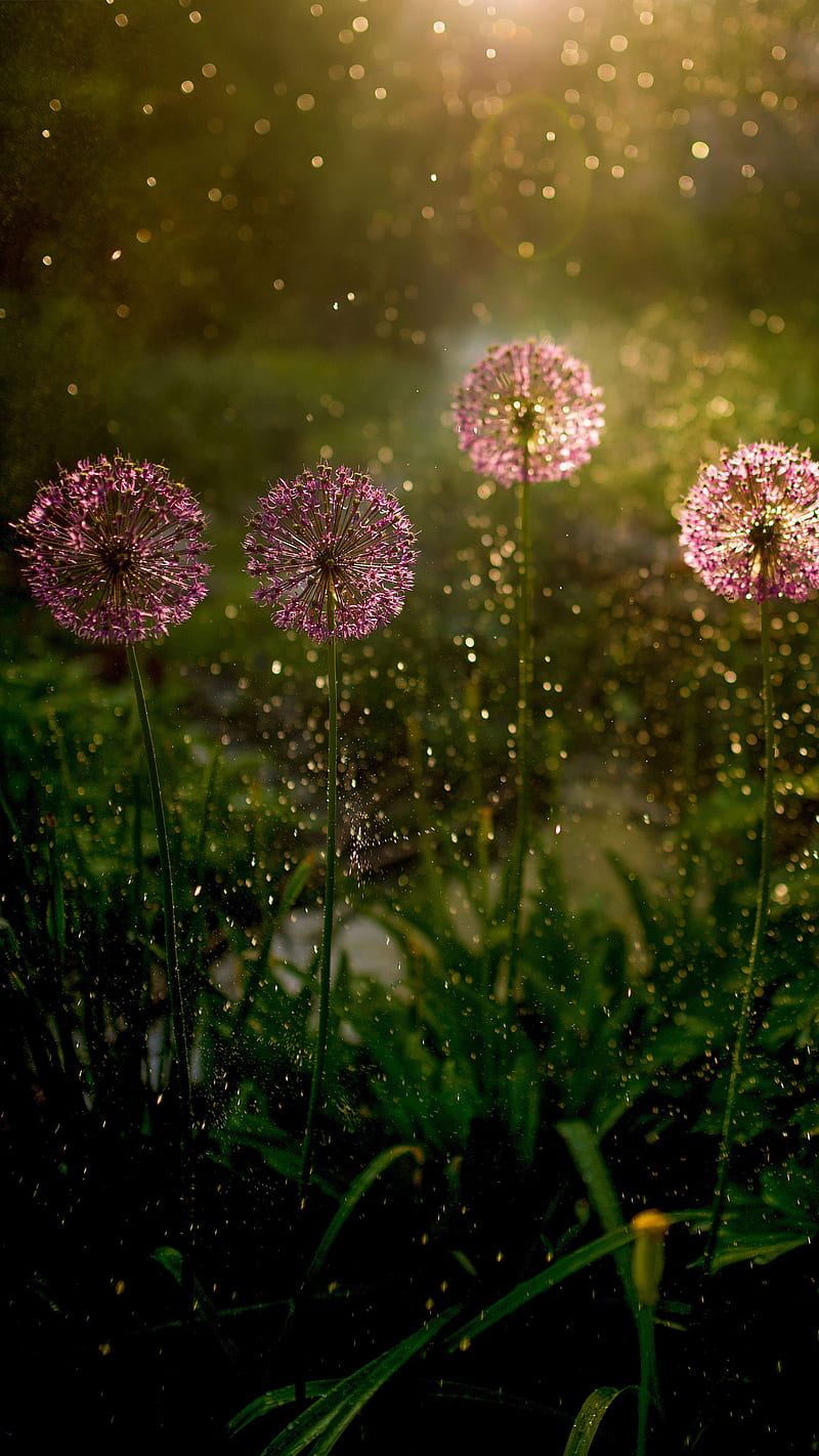 Dandelions, flowers, pink, sunshine, HD phone wallpaper | Peakpx