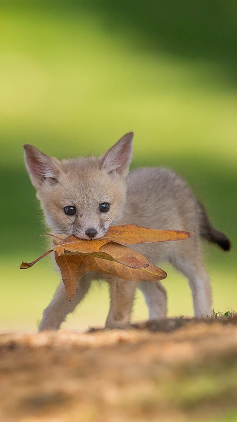 Cute Baby Animals, Fox Pup Playing With Leaves, fox, pups, animal, clever  fox, HD phone wallpaper | Peakpx