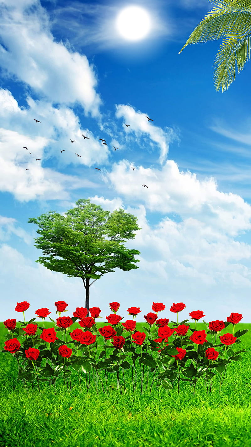nature, birds, clouds, field, grass, roses, sun, tree, HD phone wallpaper