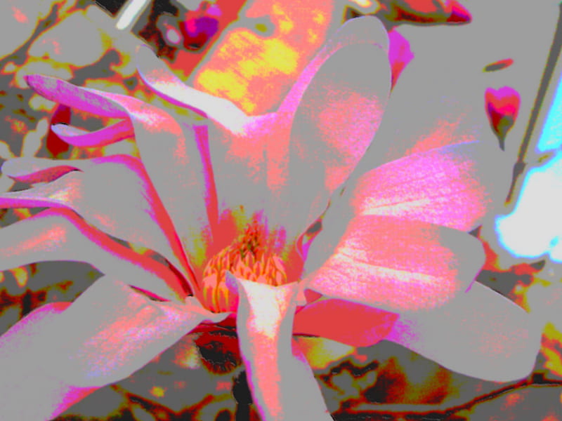 crazy flower, colorful, magnolia, crazy, flower, pink, HD wallpaper