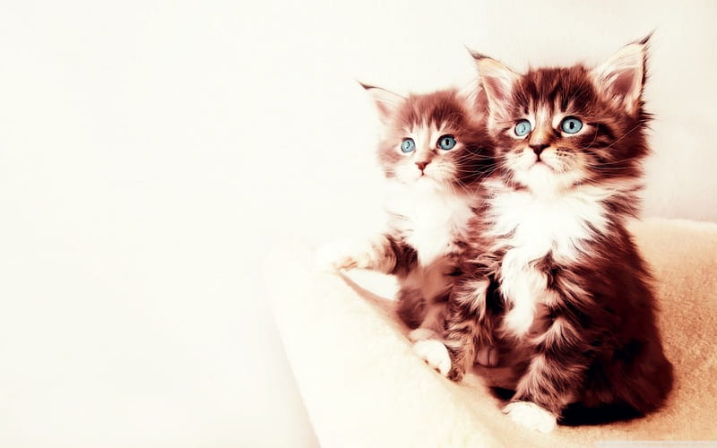 A lecture, kittens funny, cats, animals, HD wallpaper