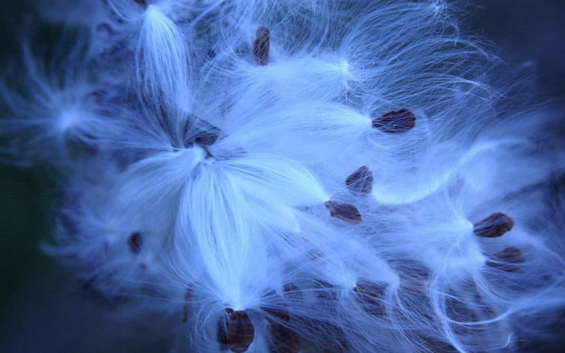 WIND POLLINATION, seeds, dandelion, graphy, grasses, wind, natures way, mindteasers, HD wallpaper
