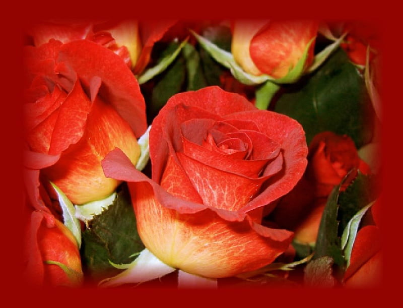 Red Roses, red frame, HD wallpaper | Peakpx