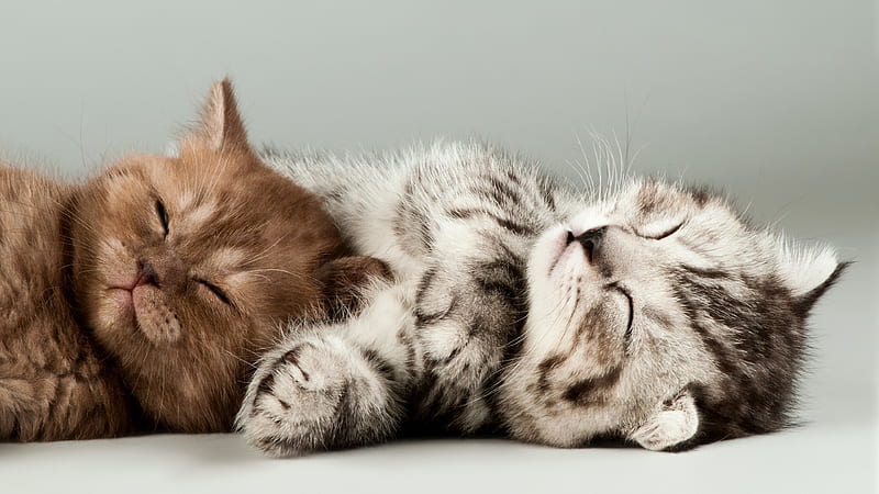kittens, sleeping cats cute animals, HD wallpaper