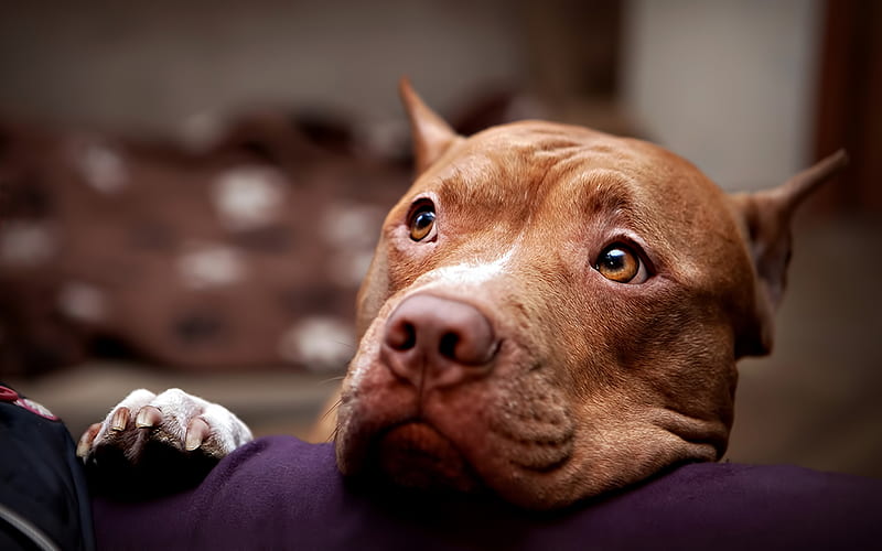 Pit Bull, blur, close-up, dogs, Pit Bull Terrier, sad dog, brown Pit Bull, pets, Pit Bull Dog, HD wallpaper