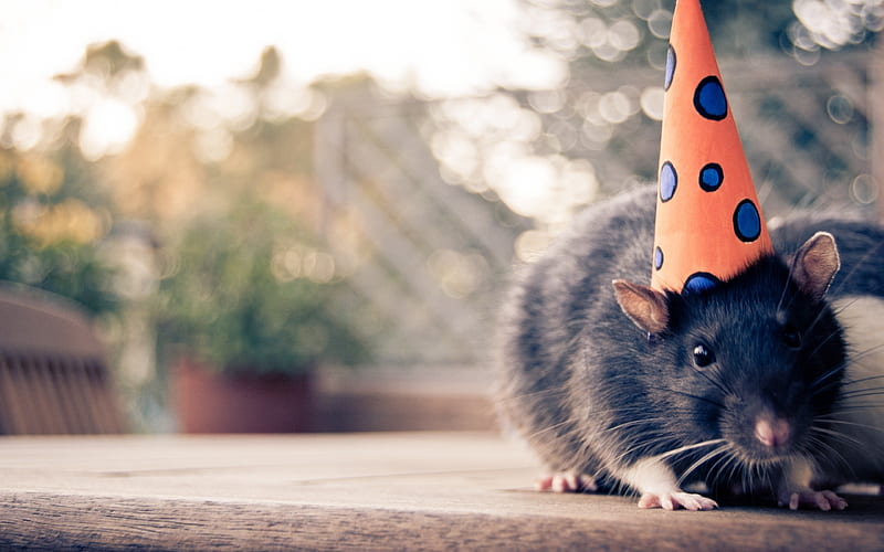 Mouse With Hat, bonito, adorable, sweet, hat, cute, rodents, mouse, party, animals, HD wallpaper