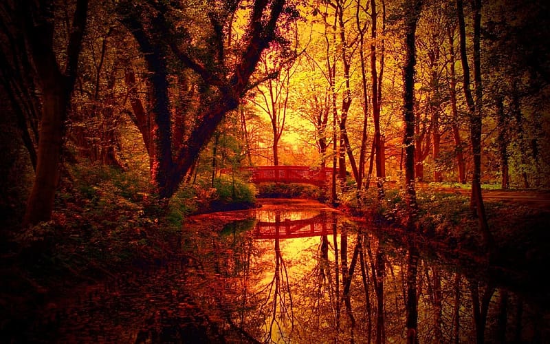 Forest, , Bridge, HD wallpaper | Peakpx