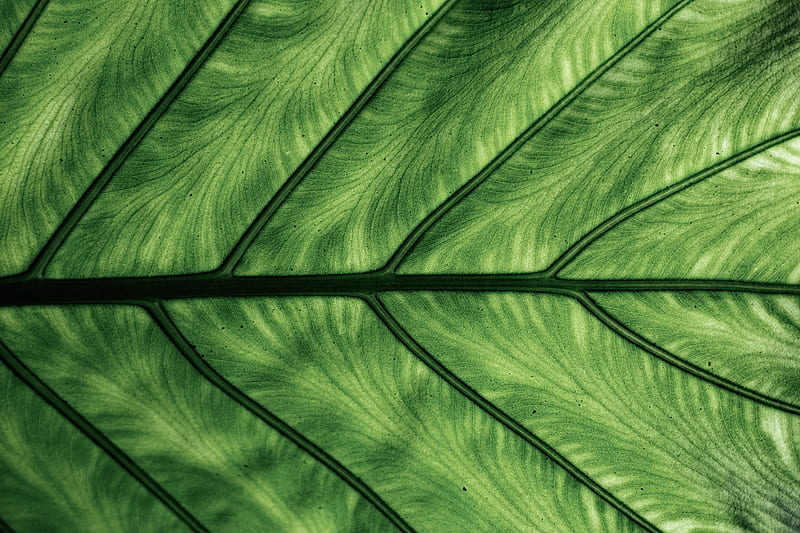 leaf, veins, macro, green, HD wallpaper