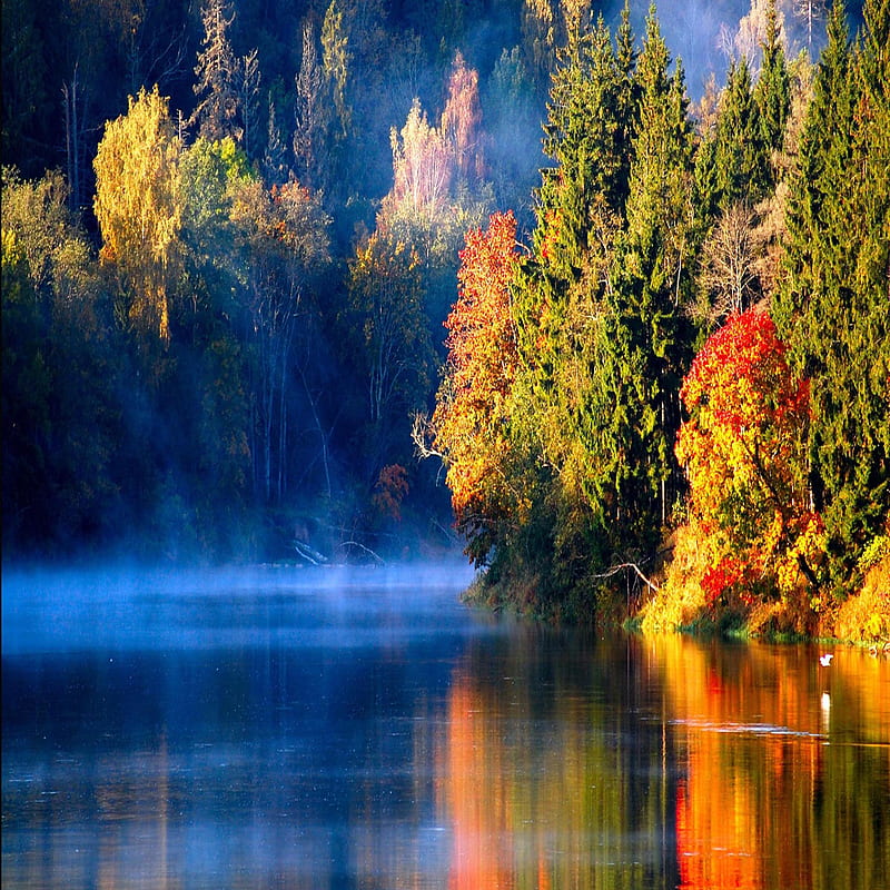 Autumn forest river, bonito, cute, look, nice, HD phone wallpaper | Peakpx
