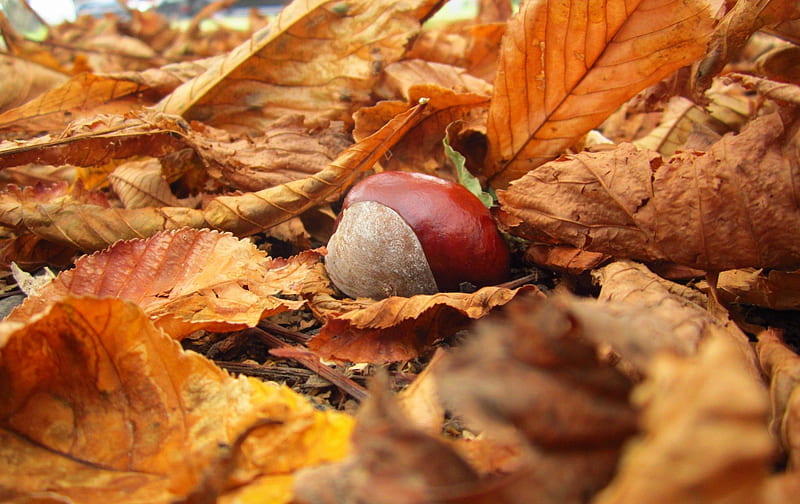 Autumn, Chestnut, Tree, Forest, HD wallpaper
